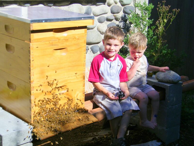 File:Brothers-with-their-beehive-at-home.jpg