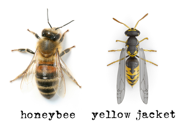 File:Honeybee-vs-yellow-jacket.jpg
